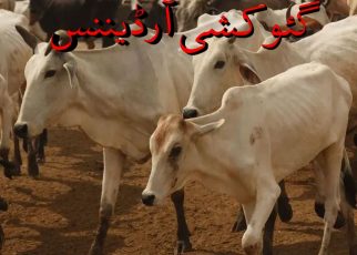 COW SLAUGHTERING ORDINANCE