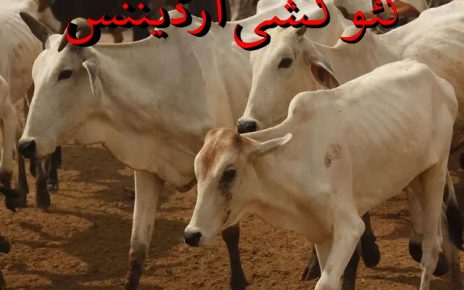 COW SLAUGHTERING ORDINANCE