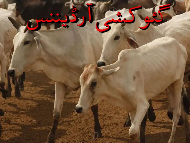 COW SLAUGHTERING ORDINANCE