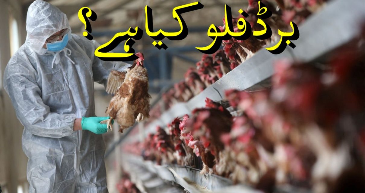 Bird flu - symptoms and treatment