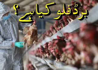 Bird flu - symptoms and treatment