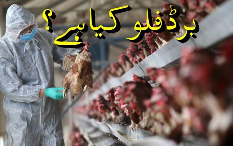 Bird flu - symptoms and treatment