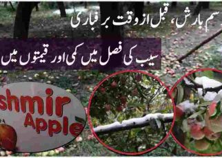 Untimely Snowfall damages Apple & Price hike in valley