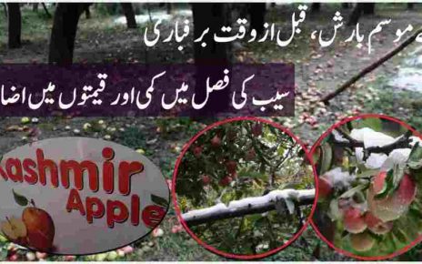 Untimely Snowfall damages Apple & Price hike in valley