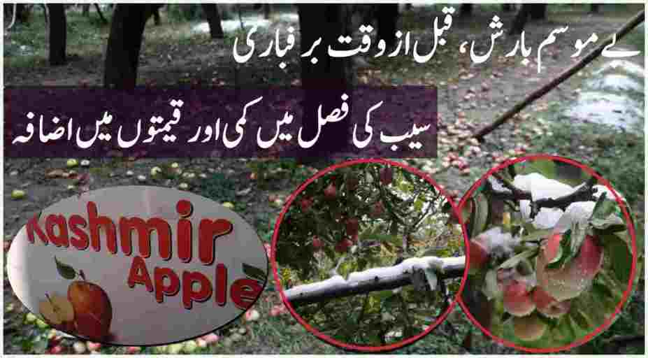 Untimely Snowfall damages Apple & Price hike in valley