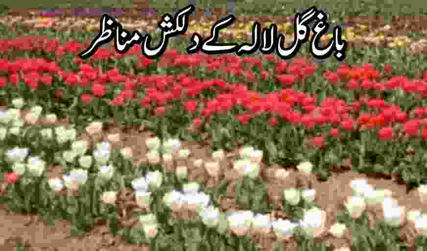 Tulip Garden Thrown Open For Public