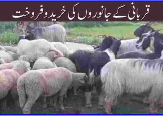 The sale and purchase of sacrificial animals continues in Ganderbal