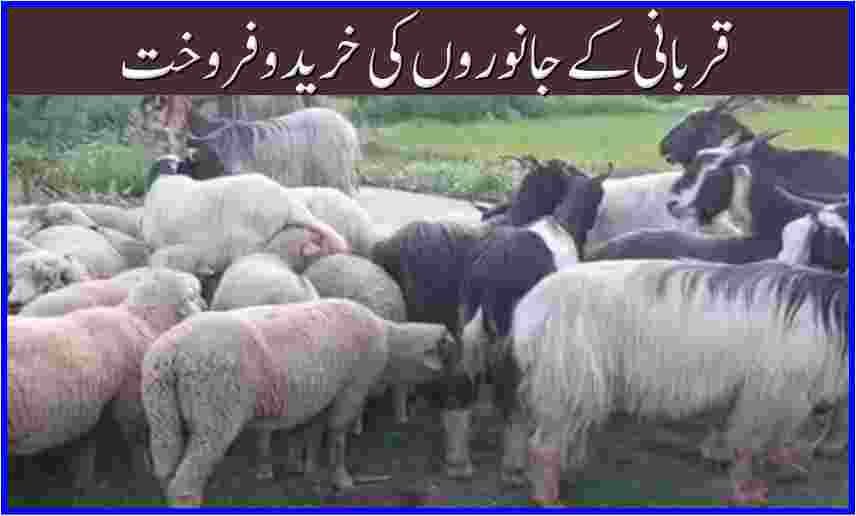 The sale and purchase of sacrificial animals continues in Ganderbal